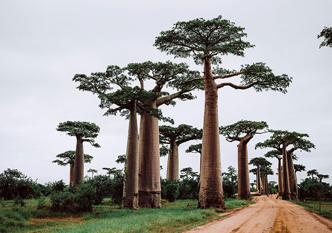 Madagascar